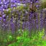 violet shower