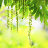 Green ShowerⅡ