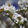 梨の花-1