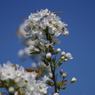 梨の花-2