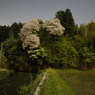 春の宵に月あかりで桜を撮る