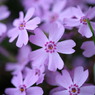 ザ・トレジャーガーデン館林の芝桜