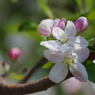 林檎の花-1