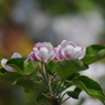 林檎の花-2