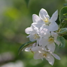 林檎の花-3
