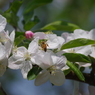 林檎の花-5