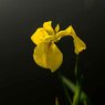 黄菖蒲 (4)