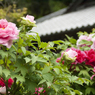 山寺の牡丹