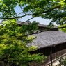 初夏の頃 (3)