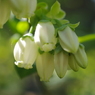 ブルーベリーの花-3