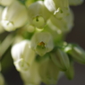 ブルーベリーの花-5