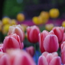 Tonami Tulip Fair 2015