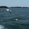 旅写真　松島湾のウミネコ　２