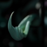 翡翠葛 3