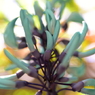 翡翠葛 6