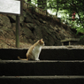 猫と古城