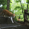 この猫が人懐こくて