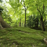 兼六園＠2015GW