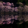 Cherry Reflection