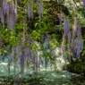 PURPLE SHOWERⅡ