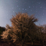 夜の桜