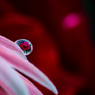 Red rose