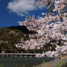 もりもり桜
