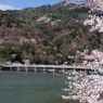 もりもり桜　Ⅱ