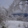 後山の樹氷