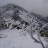 後山の樹氷