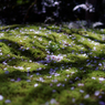きらきらの苔園