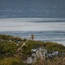 Nikkor-P Auto 600mm F5.6