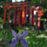 御霊神社④　シャガ