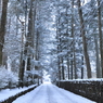 雪の落葉松並木