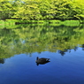 鳥もくつろぐ雲場池