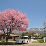 桜と残雪の浅間山