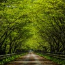 緑の桜道