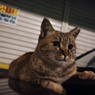 駅前猫さん　乗ってく？
