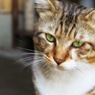 キリリと虎猫さん