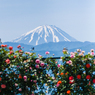 富士山とバラ