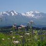 ハルジオンと鳥海山