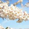 cherry blossom 