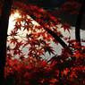 fall colors
