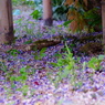 DSC02295