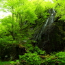 新緑の季節 XVII
