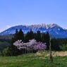 桜と大山
