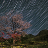 夜の山桜