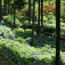 紫陽花