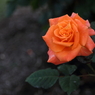 薔薇（３）15.05.13