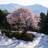 山桜・煌き